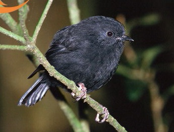 http://www.vegetarianfriends.net/img/Chatham_Island_black_robin.jpg