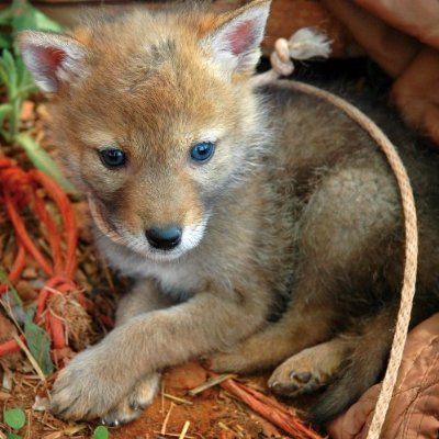 baby coyote