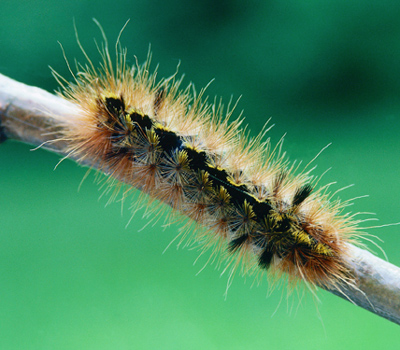 Brown caterpillar
