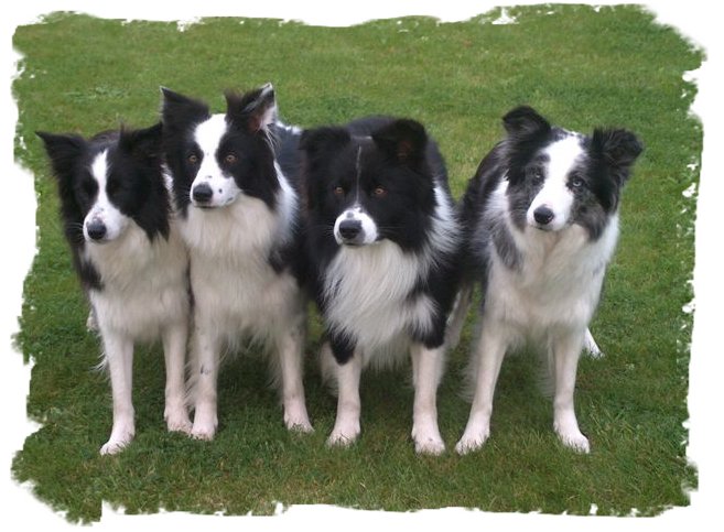 Border Collies