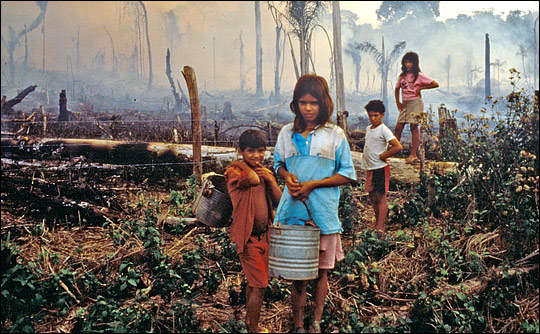 Children destroying trees